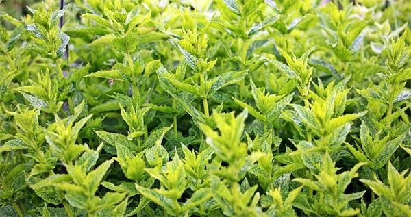 観葉植物コレクターへのギフト完全ガイド！2024年クリスマスに贈るべきレア品種7選