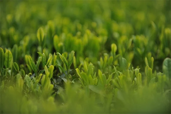 山茱萸を植えるだけで庭に赤い鳥が来る！簡単3ステップとよくある誤解