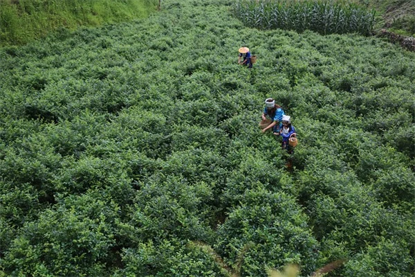 全日照に強い吊り下げバスケットのおすすめ植物5選