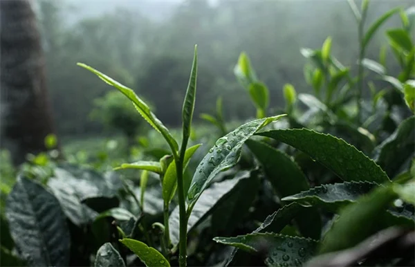 観葉植物が枯れる本当の原因 初心者でもできるたった5つの対策