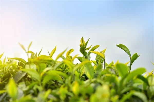 秋が最適！エルダーベリー移植の手順と成功率を上げる方法